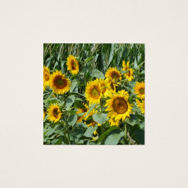 Blume, Sonne, Pflanze, Natur, Sommer, (Vorderseite)