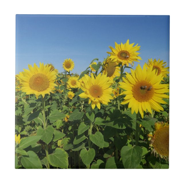 Blume, Sonne, Pflanze, Natur, Sommer, Fliese (Vorderseite)