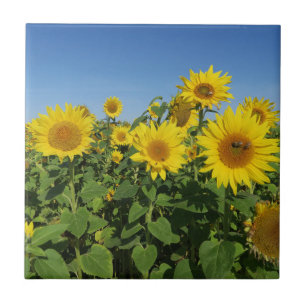 Blume, Sonne, Pflanze, Natur, Sommer, floral, Fliese