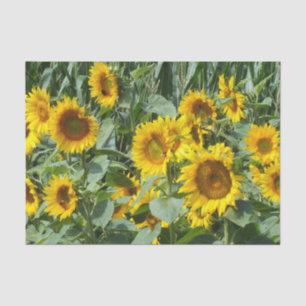 Blume, Sonne, Pflanze, Natur, Sommer, Seidenpapier