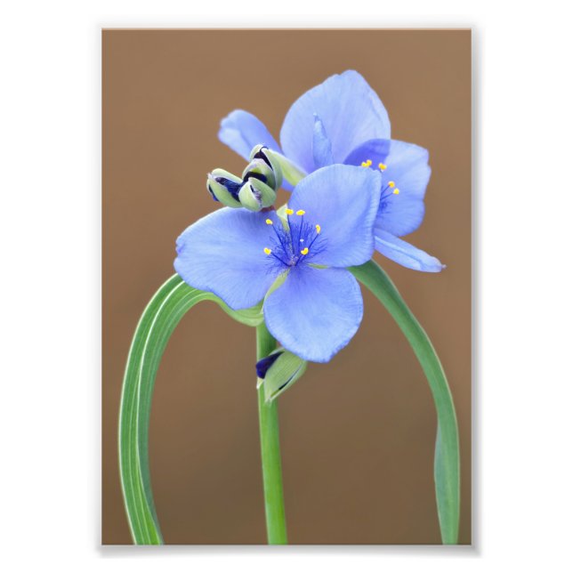 Blume Spiderwort Fotodruck (Vorne)