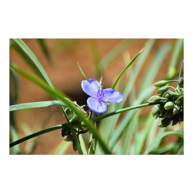 Blume Spiderwort Fotodruck (Vorne)