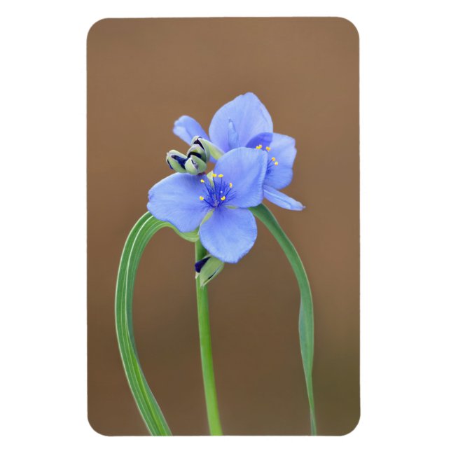 Blume Spiderwort Magnet (Vertikal)