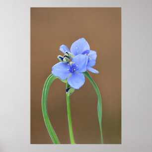 Blume Spiderwort Poster