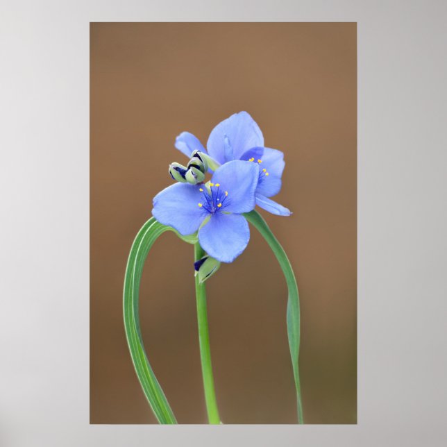 Blume Spiderwort Poster (Vorne)