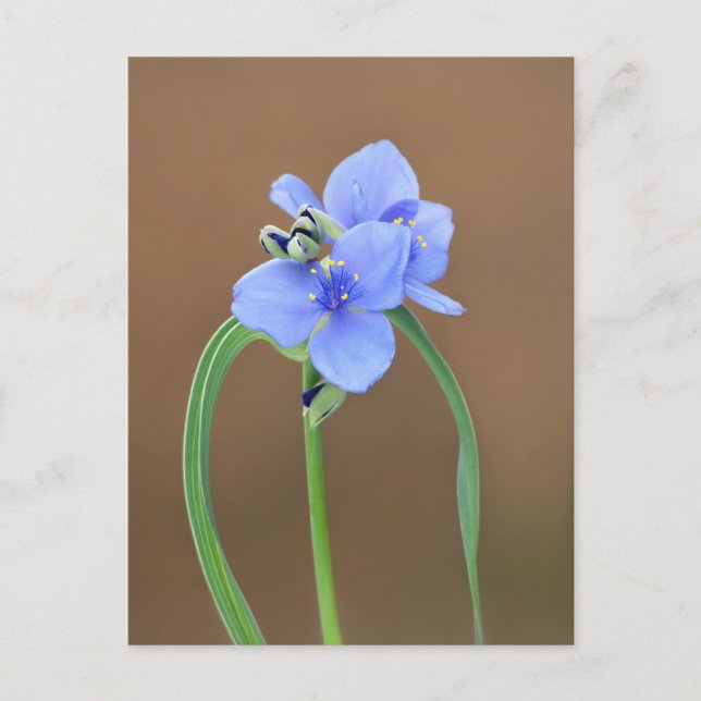 Blume Spiderwort Postkarte (Vorderseite)
