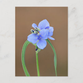 Blume Spiderwort Postkarte