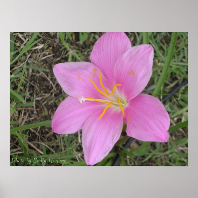 Blume St. Croix Poster (Vorne)