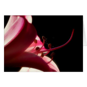 Blume Stamen Card
