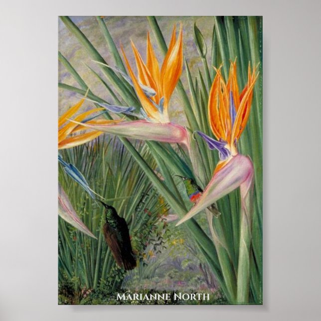 Blume Strelitzia und Zuckerhennen Marianne North Poster (Vorne)