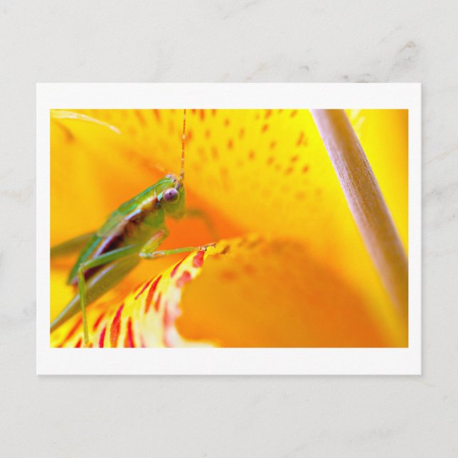 Blume Surfer Postkarte (Vorderseite)
