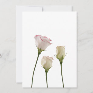 Blume, Trio