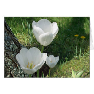 Blume Trio