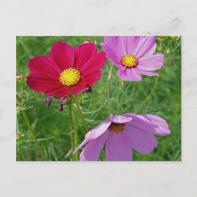 Blume-Trio-Natur Postkarte (Vorderseite)