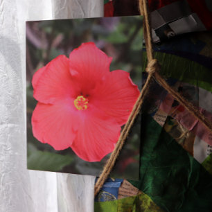 Blume Tropischer Hibiskus Postkarte