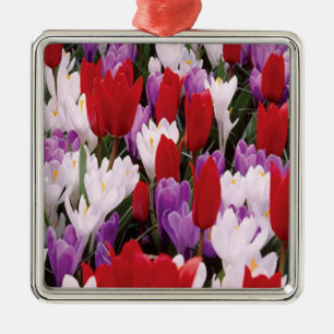 Blume Tulip Colorado Silbernes Ornament