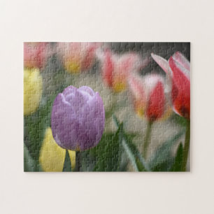 Blume Tulip Festival - Martha Argerich Projekt Puzzle