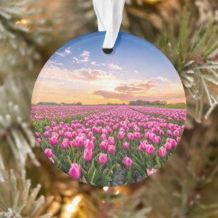 Blume   Tulips South Holland, Niederlande Ornament