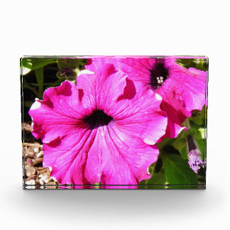 Blume über 2,0 fotoblock