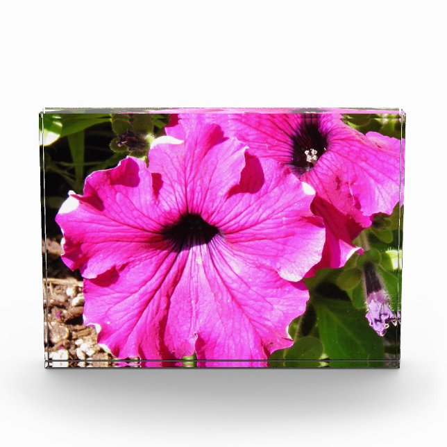 Blume über 2,0 fotoblock (Vorderseite)