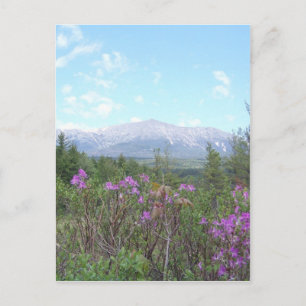 Blume und Berge Postkarte