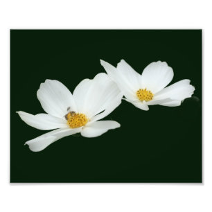 Blume und Bienen 8x10 Fotodruck