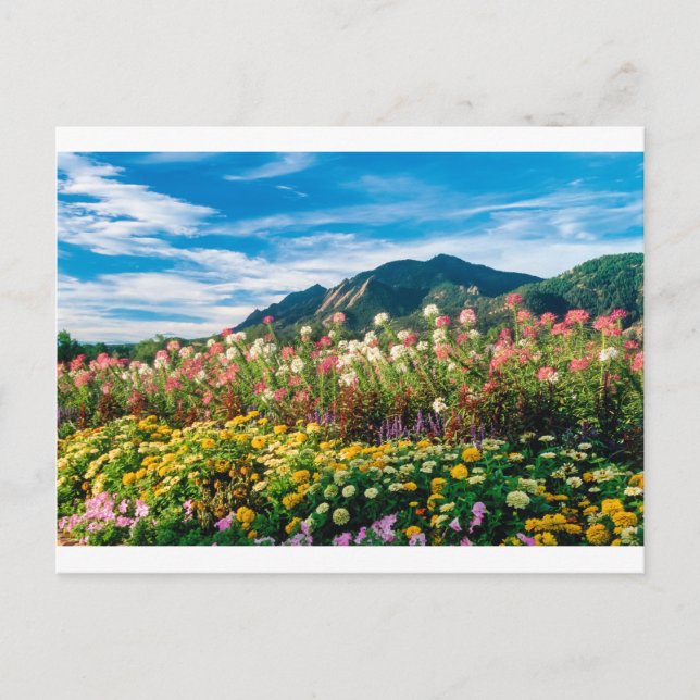 Blume und Flatironen Postkarte (Vorderseite)