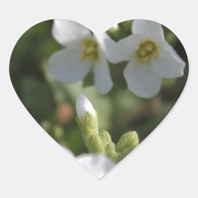 Blume und grüne Blätter in einem weißen Sommergart Herz-Aufkleber (Vorderseite)
