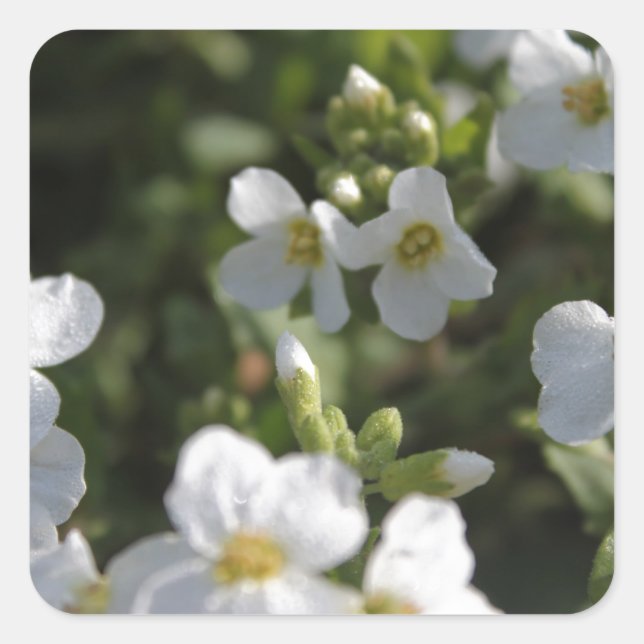 Blume und grüne Blätter in einem weißen Sommergart Quadratischer Aufkleber (Vorderseite)