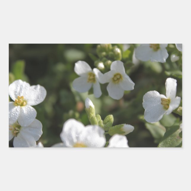 Blume und grüne Blätter in einem weißen Sommergart Rechteckiger Aufkleber (Vorderseite)