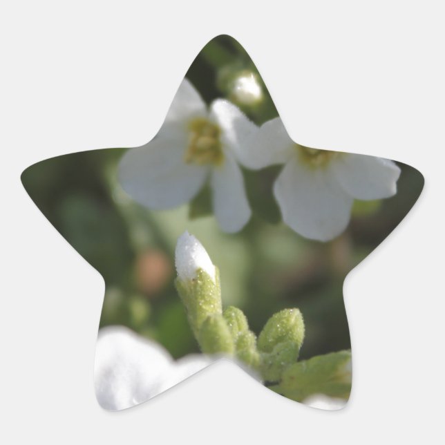 Blume und grüne Blätter in einem weißen Sommergart Stern-Aufkleber (Vorderseite)