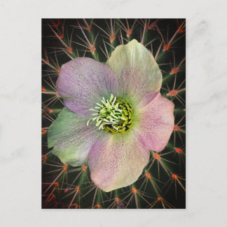 Blume und Heuschrecke Postkarte