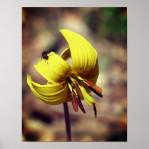 Blume und Insektenfreund Poster