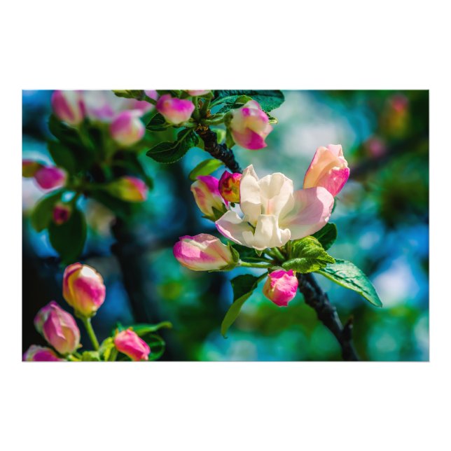 Blume und Knospen Fotodruck (Vorne)