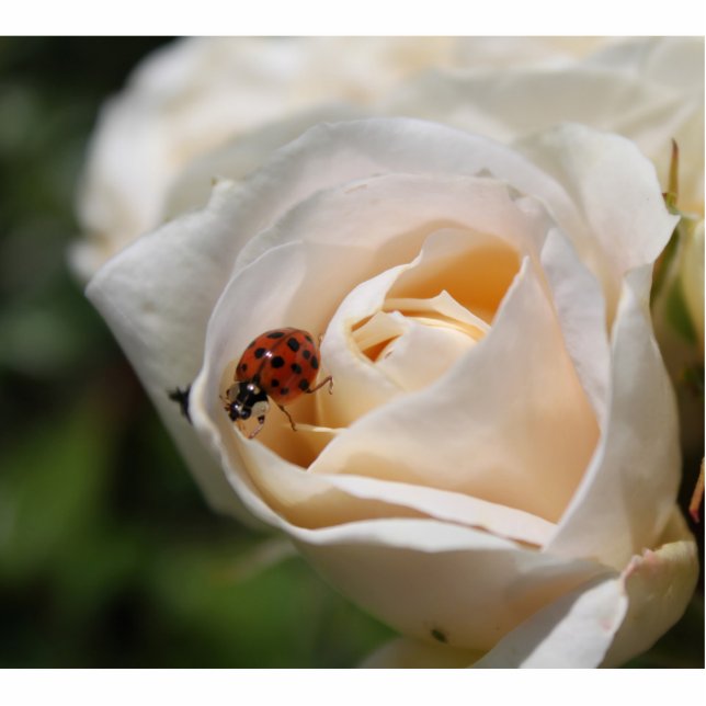Blume und Ladybug Freistehende Fotoskulptur (Vorne)