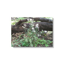 Blume und Leinwand protokollieren