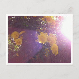 Blume und Licht Postkarte