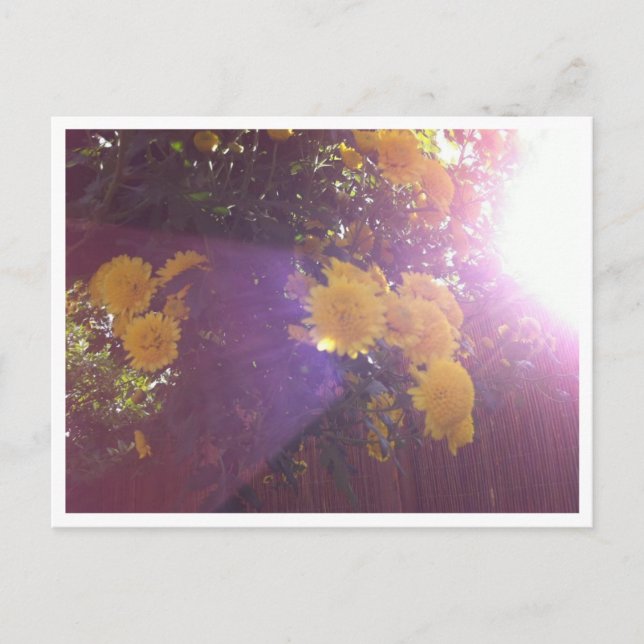 Blume und Licht Postkarte (Vorderseite)