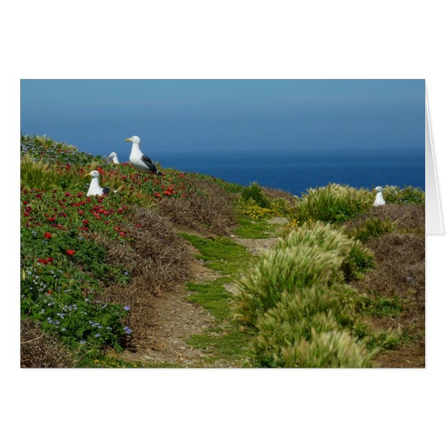 Blume und Möwen auf Anacapa Island (Vorderseite (Horizontal))