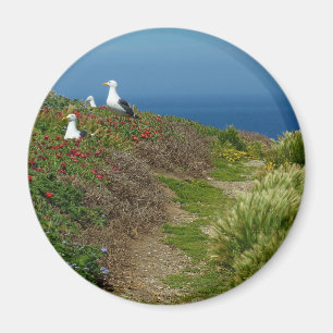 Blume und Möwen auf Anacapa Island Magnet