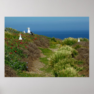 Blume und Möwen auf Anacapa Island Poster