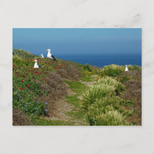Blume und Möwen auf Anacapa Island Postkarte