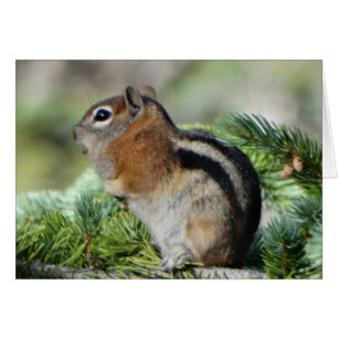 Blume und niedlicher Chipmunk