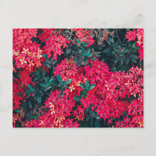 Blume und Pflanze buntes botanisches Motiv Postkarte