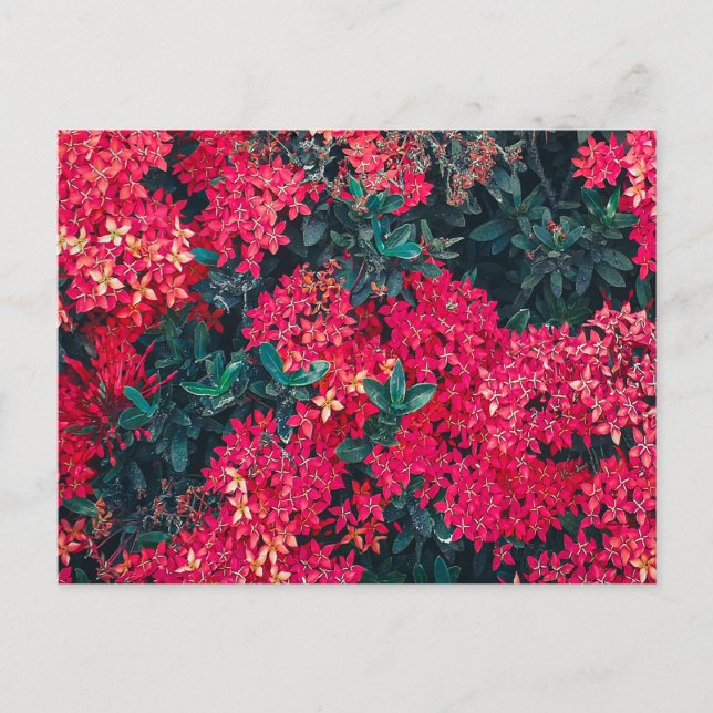 Blume und Pflanze buntes botanisches Motiv Postkarte (Vorderseite)