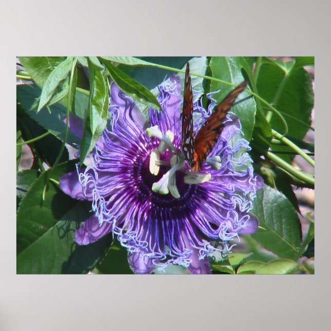 Blume und Schmetterling Poster (Vorne)