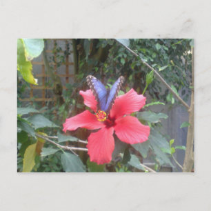 Blume und Schmetterlinge in der Franche Comte Postkarte