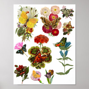 Blume- und Schmetterlingswanzen insektenartige Pfl Poster