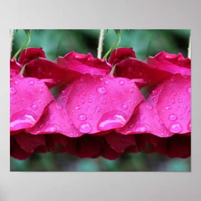 Blume und Seile aus gezogener Rote Rose Poster (Vorne)