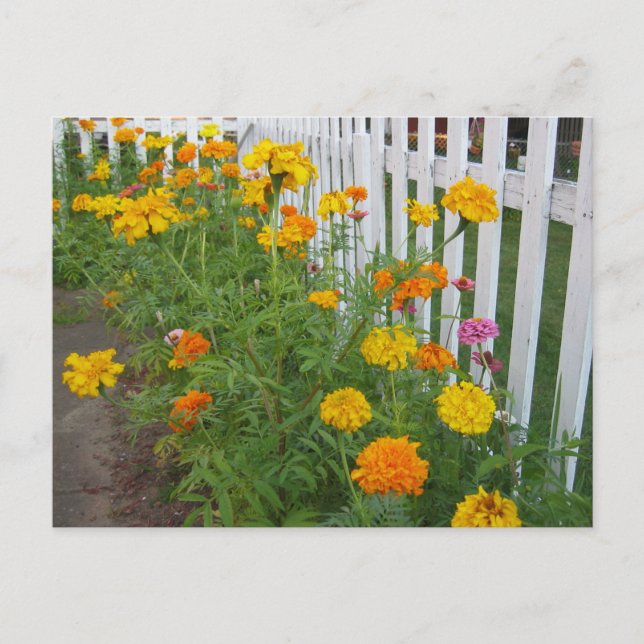 Blume und Zaun Postkarte (Vorderseite)